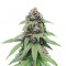 Семена сорта Triple G fem (Royal Queen Seeds)