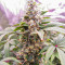Семена сорта Lord Kush Early Version fem (Delicious Seeds)