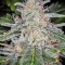 Семена сорта Blue Dream auto fem (FastBuds Seeds)
