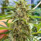 Семена сорта Mandarin Cookies fem (7CH American)