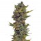 Семена сорта Auto Northern Delights fem (VIP seeds)