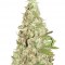 Семена сорта Afghan Cow fem (Dr. Krippling Seeds)