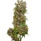 Семена сорта White Spanish fem (VIP seeds)