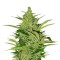 Семена сорта Fast Eddy Automatic CBD fem (Royal Queen Seeds)