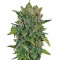 Семена сорта VIP Auto fem (VIP seeds)