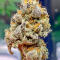Семена сорта Gator Breath fem (7CH American)