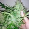 Семена сорта Black Jack Auto fem (Sweet Seeds)