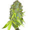 Семена сорта Ghost Train Haze fem (Seedkeepers)