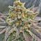 Семена сорта Gator Breath fem (7CH American)