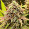 Семена сорта The White Fire OG fem (Seedkeepers)
