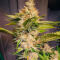 Семена сорта The White Fire OG fem (Seedkeepers)