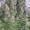 Семена сорта Northern Lights 10 of 10 fem (Seedkeepers)