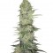 Семена сорта White Widow Automatic fem (Nirvana Seeds)