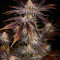 Семена сорта Dark Phoenix fem (Green House Seeds)