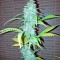 Семена сорта Diesel fem (Dinafem Seeds)
