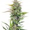 Семена сорта Black Jack F1 Fast Version fem (Sweet Seeds)