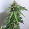 Семена сорта Delicious Cookies fem (Delicious Seeds)