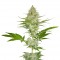 Семена сорта Candy Kush Express fem (Fast Flowering)