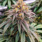 Семена сорта Dolly Kush fem (Dr. Krippling Seeds)