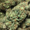 Семена сорта Smoothie Auto fem (FastBuds)