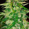 Семена сорта Also Know 47 Autoflower fem (Seedkeepers)