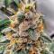 Семена сорта Mandarin Cookies fem (7CH American)
