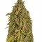 Семена сорта Auto Amnesia Gold fem (Pyramid Seeds)