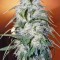 Семена сорта Himalaya Gold fem (Green House Seeds)