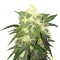 Семена сорта OG Kush Automatic fem (Nirvana Seeds)