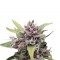 Семена сорта Purple Ryder #2 auto fem (Joint Doctor)