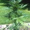 Семена сорта Royal Jack Automatic fem (Royal Queen Seeds)