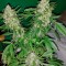 Семена сорта Big Devil F1 Fast Version fem (Sweet Seeds)