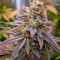 Семена сорта HighCloudZ fem (Green House Seeds)