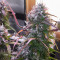 Семена сорта Auto Northern Lights fem (Pyramid Seeds)