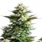 Семена сорта Amnesia Haze fem (Royal Queen Seeds)