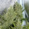 Семена сорта C99 fem (Female Seeds)