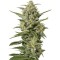 Семена сорта White Widow XXL Autoflowering fem