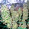 Семена сорта Mazar X White Rihno fem (World of Seeds)