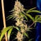 Семена сорта Fullgas fem (Green House Seeds)