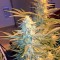 Семена сорта Snow White (Big Bud) fem (Nirvana Seeds)