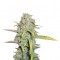 Семена сорта O.G. Kush fem (Royal Queen Seeds)