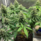 Семена сорта AFS Princess fem (AlphaFem Seeds)