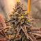 Семена сорта 10TH Planet R1 fem (Ethos Genetics)