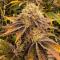 Семена сорта Mandarin Cookies fem (7CH American)