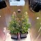 Семена сорта OG Kush Autoflowering fem (Dinafem Seeds)