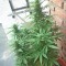 Семена сорта White Siberian fem (Dinafem Seeds)