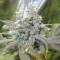 Семена сорта Super Silver Haze fem (Green House Seeds)