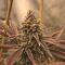 Семена сорта 10TH Planet R1 fem (Ethos Genetics)