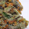 Семена сорта Louis XIII fem (7CH American)