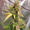 Семена сорта HighCloudZ Auto fem от Green House Seeds